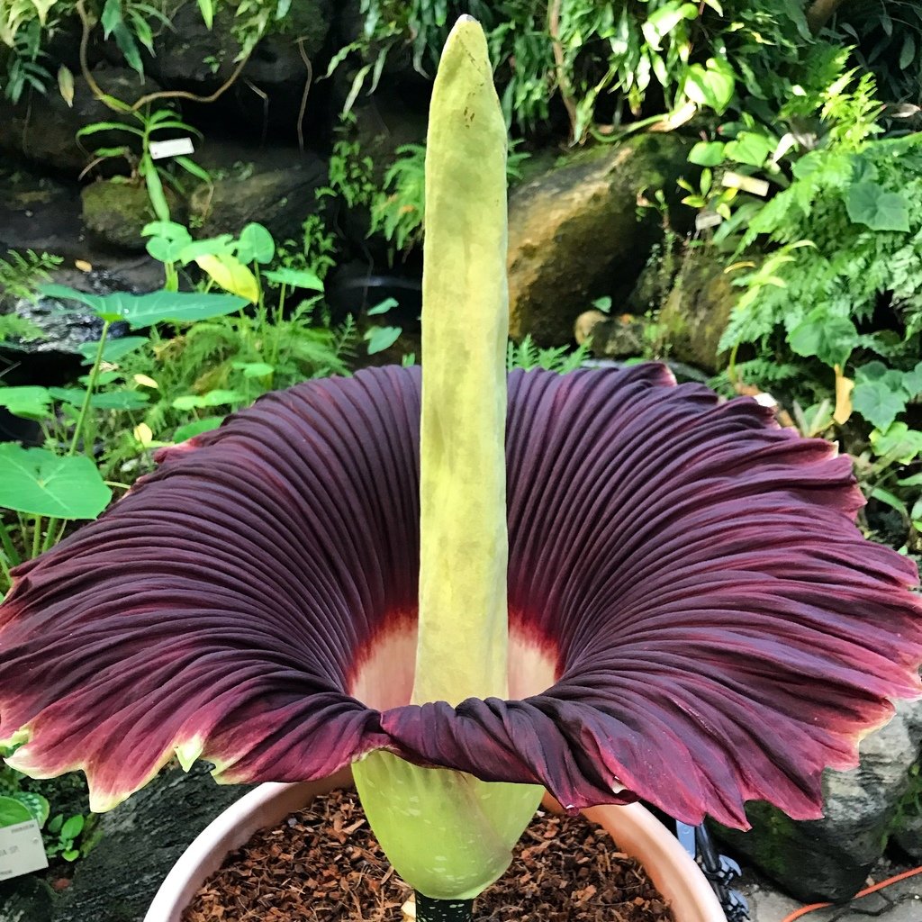 Sabías que la flor cadáver es una de las más grandes y malolientes del mundo.